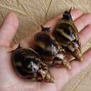 Ахатина фулика - 1 Ахатина фулика - MM.LV - 1