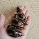 Ахатина фулика - 2 Ахатина фулика - MM.LV - 2