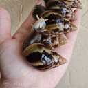 Ахатина фулика - 4 Ахатина фулика - MM.LV - 4