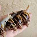 Ахатина фулика - 5 Ахатина фулика - MM.LV - 5