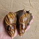 Ахатина фулика - 6 Ахатина фулика - MM.LV - 6