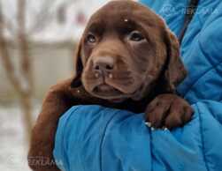 лабрадор - MM.LV