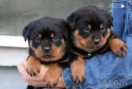 Rotveileru šķirnes kucēni - MM.LV