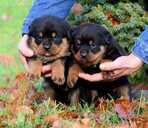 Rotveileru šķirnes kucēni - 2 Rotveileru šķirnes kucēni - MM.LV - 2