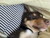 Продаю собачку - MM.LV - 1