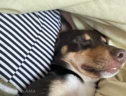 Продаю собачку - MM.LV