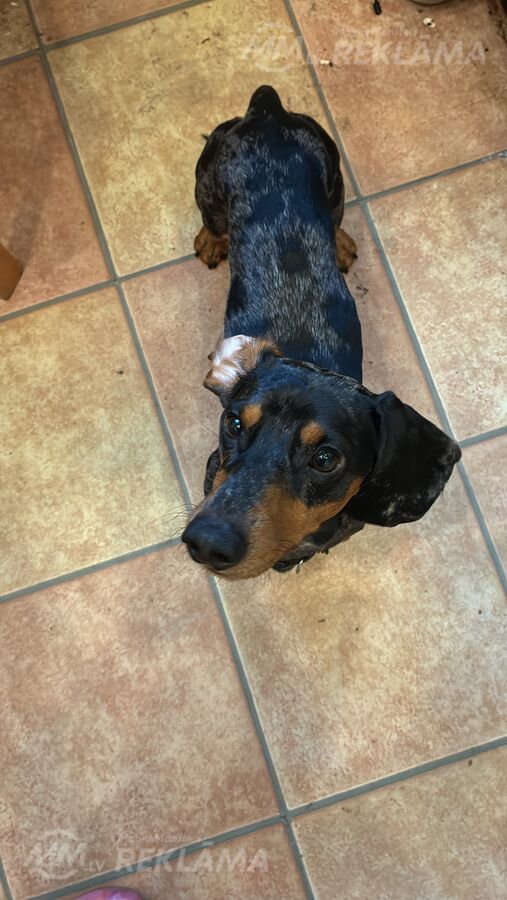 Отдадим Отдадим - MM.LV