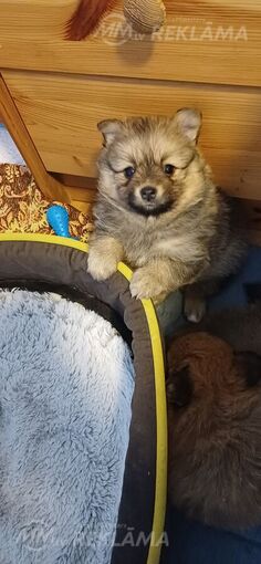 vacu videja spica vacu videja spica - MM.LV