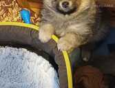 vacu videja spica - 1 vacu videja spica - MM.LV - 1