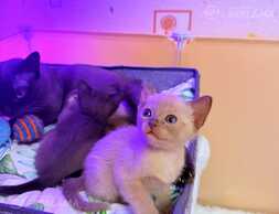 Котята Бурмы - MM.LV