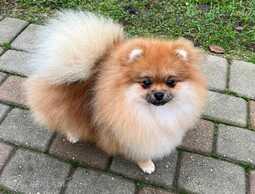 Pomeranian - MM.LV