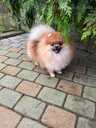 Pomeranian - MM.LV - 2