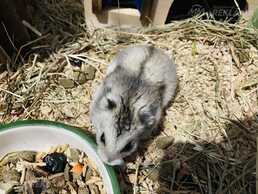 Pārdodam divus džungārijas pundurkāmīšus. - MM.LV