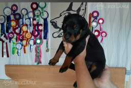 Щенки Добермана - MM.LV