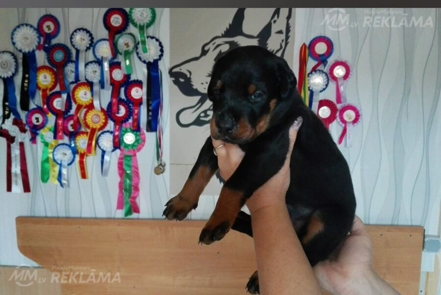 Щенки Добермана - MM.LV