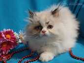 Персидские котята - MM.LV - 1