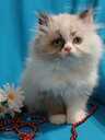 Персидские котята - MM.LV - 2