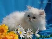 Персидские котята - MM.LV - 3