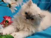 Персидские котята - MM.LV - 5