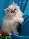 Персидские котята - MM.LV - 6