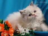 Персидские котята - MM.LV - 7