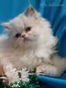 Персидские котята - MM.LV - 8