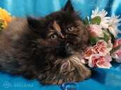 Персидские котята - MM.LV - 10