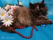 Персидские котята - MM.LV - 11