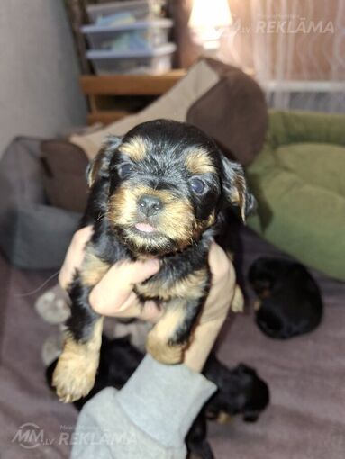 Purebred Yorkshire Terrier puppies. Purebred Yorkshire Terrier puppies. - MM.LV