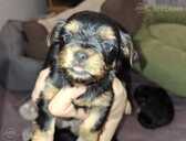 Purebred Yorkshire Terrier puppies. - 1 Purebred Yorkshire Terrier puppies. - MM.LV - 1