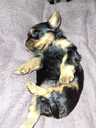 Purebred Yorkshire Terrier puppies. - 6 Purebred Yorkshire Terrier puppies. - MM.LV - 6