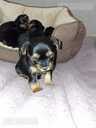 Purebred Yorkshire Terrier puppies. - 7 Purebred Yorkshire Terrier puppies. - MM.LV - 7