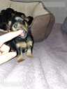Purebred Yorkshire Terrier puppies. - 8 Purebred Yorkshire Terrier puppies. - MM.LV - 8