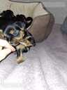 Purebred Yorkshire Terrier puppies. - 9 Purebred Yorkshire Terrier puppies. - MM.LV - 9