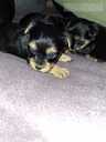 Purebred Yorkshire Terrier puppies. - 10 Purebred Yorkshire Terrier puppies. - MM.LV - 10