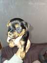 Purebred Yorkshire Terrier puppies. - 12 Purebred Yorkshire Terrier puppies. - MM.LV - 12