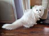 белая девушка - MM.LV - 2