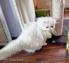 белая девушка - MM.LV - 3