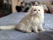 белая девушка - MM.LV - 6