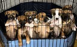 Kucēni meklē mājas - MM.LV