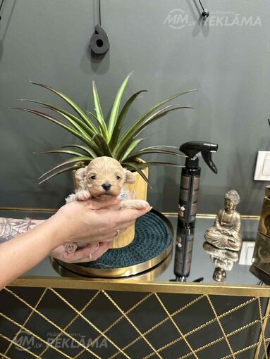 Резервируются щенки породы мальтипу! Резервируются щенки породы мальтипу! - MM.LV