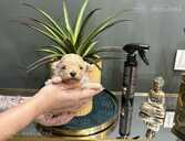 Резервируются щенки породы мальтипу! - 1 Резервируются щенки породы мальтипу! - MM.LV - 1