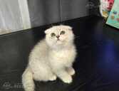 Brīnišķīgie Skotu stāvausu kaķēni gatavi doties uz jaunajām mājām - MM.LV - 1