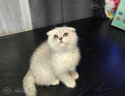 Brīnišķīgie Skotu stāvausu kaķēni gatavi doties uz jaunajām mājām - MM.LV