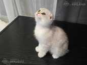 Brīnišķīgie Skotu stāvausu kaķēni gatavi doties uz jaunajām mājām - MM.LV - 4