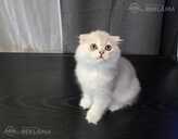 Brīnišķīgie Skotu stāvausu kaķēni gatavi doties uz jaunajām mājām - MM.LV - 5