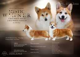 Щенки Вельш корги пемброк - MM.LV