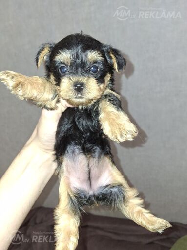 Purebred Yorkshire Terrier puppies. Purebred Yorkshire Terrier puppies. - MM.LV