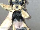 Purebred Yorkshire Terrier puppies. - 1 Purebred Yorkshire Terrier puppies. - MM.LV - 1
