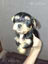 Purebred Yorkshire Terrier puppies. - 2 Purebred Yorkshire Terrier puppies. - MM.LV - 2